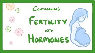 GCSE Biology  What is IVF How Does IVF Work and What Are The Risks IVF Explained 62 [upl. by Annaej]