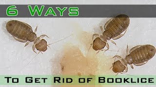 How to Get Rid of Booklice [upl. by Oek]