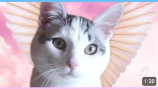 Егорушка🐱 Как это было  Ч 2🧁🍰🎂❤🐱 [upl. by Nalloh]