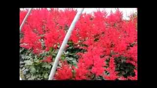 Best Perennials  Astilbe Spinell False Spirea [upl. by Aisiram]