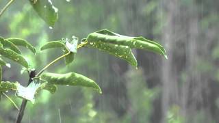 8h  Orage sans tonnerre  Bruit de la pluie pour se détendre et dormir [upl. by Amabil]