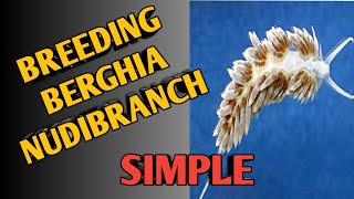 Breeding Berghia Nudibranch  Update [upl. by Renba]