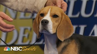 National Dog Show 2023 Hound Group Full Judging  NBC Sports [upl. by Rabush]