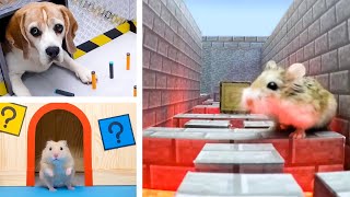 ESCAPE CHALLENGES for HAMSTERS amp PETS  Who is the best [upl. by Eycal]