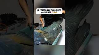 Le poisson le plus cher au monde‼️😱😱food delicious découverte poisson fish bluefish pourtoi [upl. by Nilesoy]