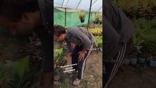 Trending plant nursery gajraula gajraulanursery wholesalenursery allplants wholesaleplants 👌 [upl. by Attiuqal333]