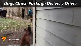 Dogs Chase Package Delivery Driver Caught on Ring Camera  Doorbell Camera Video [upl. by Ontina]