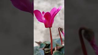 Cyclamen Care Short amp Sweet Plant Tips 🌿 Shorts [upl. by Varden815]