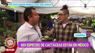 Los más extraños tipos de cactáceas en el 6to Festival de Cactáceas  Dr Planta  Sale el Sol [upl. by Enitsugua]