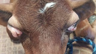 Lumpy skin Disease Symptoms treatment and Prevention Methods in CowsCattles [upl. by Zil41]