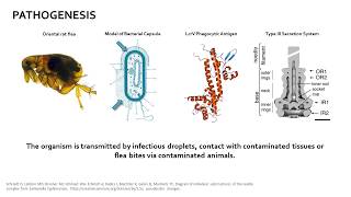 Yersinia pestis [upl. by Gnilsia]