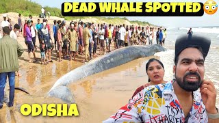 Not Expected This In Puri  Biggest Whale Spotted PURI ODHISA [upl. by Ahsauqal184]