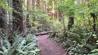 Quiet Stroll Through AlSea Falls Trails [upl. by Erodasi]