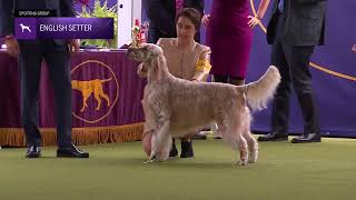 Setters English  Breed Judging 2024 [upl. by Nicholson]