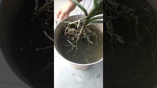 HOW To Water VANDA Orchids PERFECTLY [upl. by Virnelli218]