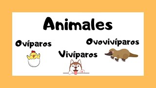 Animales ovíparos vivíparos y ovovivíparos 🐯🐸🐠  ¿Cómo nacen los animales 🤔🤓 [upl. by Aruat515]