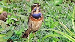 Bluethroat [upl. by Perla]