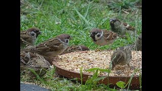 RECONNAITRE LE MOINEAU FRIQUET DU DOMESTIQUE [upl. by Gonzalo161]