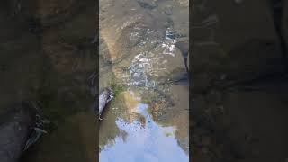 Native Brookie from a Heavily Stocked Stream fishing trout naturesounds nature troutfishing [upl. by Thoma]