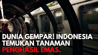 Super Bangga Indonesia Temukan Tanaman Yang Bisa Dioleh Menjadi Emas Semua Orang Bisa Kaya Raya [upl. by Schmidt]