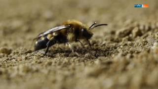 Wildbienen anlocken im Garten [upl. by Yelbmik]