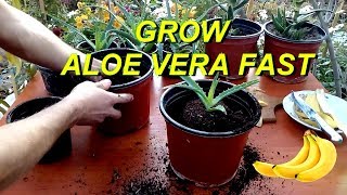 Grow Aloe Vera very fast using Banana peel fertilizer [upl. by Gordon]