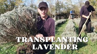 How and when to transplant Lavender [upl. by Teressa775]