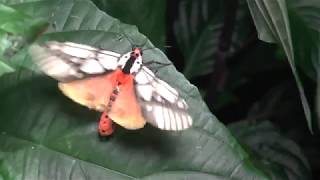 Moon Moth and others in Perak Malaysia 2019 [upl. by Dviad]