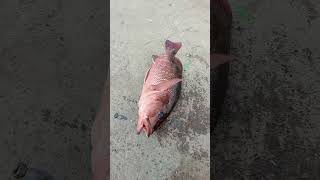 Catching the Big Red Snapper Fish in Sea fishing fishingvideos thoondilulagam seafishing [upl. by Sile]