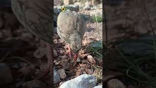 Chakor Bird Eating an insect birds naturalbeauty animals chakoor insects shorts short real [upl. by Anahtor]