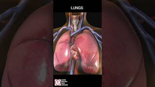 LUNGS 🫁  An Introduction [upl. by Narba]