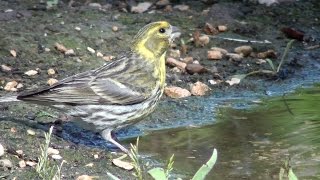 Serín verdecillo Serinus serinus European Serin [upl. by Kare]