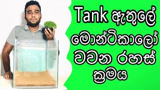 How to grow monte carlo aquarium plant easily Carpet plant for Aquascaping sinhala FHD kaveeaqua [upl. by Idurt]