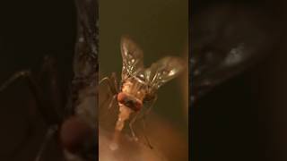 Scientists successfully map the brain of a fruit fly [upl. by Tepper321]