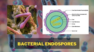 Bacterial Endospores  Endospore Structure Endospore Formation Types of Endospore [upl. by Frye]