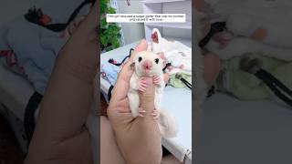 This girl rescued a baby sugar glider who had lost its mother and raised it animalshorts [upl. by Adnof]