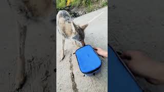 STRAY DOG steals my cooler coyote weavethecoyote pitbull fishing camping hunting keystone [upl. by Relda]