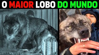 Lobo Cinzento  AKELA A MAIOR LOBO GIGANTE DO MUNDO [upl. by Lot977]