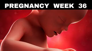 Pregnancy Week 36  Symptoms Baby Development amp Tips [upl. by Mcgruter]