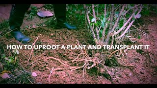 How to uproot a plant and transplant it [upl. by Pachston450]