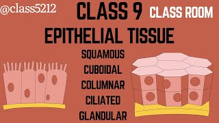 Epithelial tissue class 9 biology notes [upl. by Erusaert]