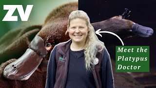 Meet the Platypus Doctor  Understanding Australia’s most secretive animal [upl. by Repsaj]