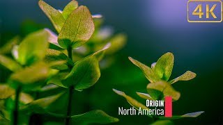 Popular Freshwater Plants Part 5 [upl. by Humble]