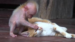 Quand singe et chat se font un calin [upl. by Nihcas325]