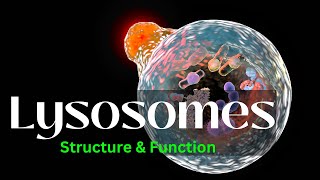 Lysosomes Structure and Function biology Cell Biology [upl. by Rosenblatt]