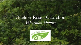 Guelder Rose  Caorchon Viburnum opulus [upl. by Catlin]