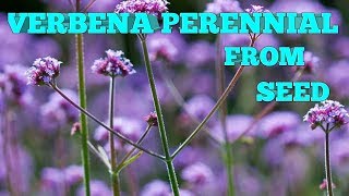 How to grow Verbena bonariensis from seed [upl. by Martreb]