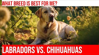 Labrador Retriever vs Chihuahua Which Dog Is Right for You [upl. by Wolk]