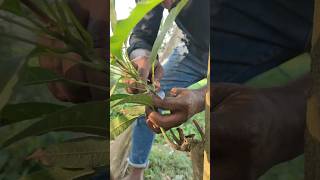 propagation shortvideo nature [upl. by Veedis]