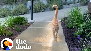 Neighborhood Cat Brings His Friends To Meet His Favorite Girl  The Dodo [upl. by Einamrej]